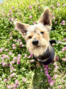 Dog friendly holiday park Cornwall
